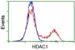 Flow Cytometry (FACS) image for anti-Histone Deacetylase 1 (HDAC1) antibody (ABIN1498605) (HDAC1 抗体)