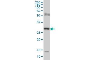 MPG monoclonal antibody (M06), clone 2D2 Western Blot analysis of MPG expression in Hela S3 NE . (MPG 抗体  (AA 1-90))