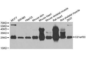 Western blot analysis of extracts of various cell lines, using C21orf33 antibody. (C21orf33 抗体  (AA 42-268))