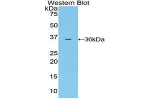 Western Blotting (WB) image for anti-Mitogen-Activated Protein Kinase Kinase 7 (MAP2K7) (AA 113-388) antibody (ABIN1859748) (MAP2K7 抗体  (AA 113-388))