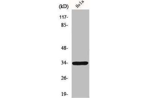 MRGPRE 抗体  (Internal Region)