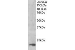 Western Blotting (WB) image for anti-Mago-Nashi Homolog (MAGOH) antibody (ABIN5902981) (MAGOH 抗体)