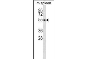 EDG6 Antibody (R23) (ABIN652182 and ABIN2840605) western blot analysis in mouse spleen tissue lysates (35 μg/lane). (S1PR4 抗体  (N-Term))