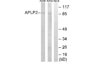 Western blot analysis of extracts from A549 cells and RAW264. (APLP2 抗体)