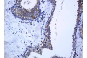 Image no. 2 for anti-Protocadherin 7 (PCDH7) antibody (ABIN1500048) (PCDH7 抗体)