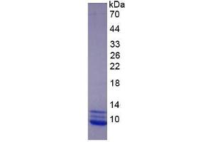 Image no. 1 for Chemokine (C-C Motif) Ligand 3 (CCL3) (AA 24-92) protein (His tag) (ABIN3201202) (CCL3 Protein (AA 24-92) (His tag))
