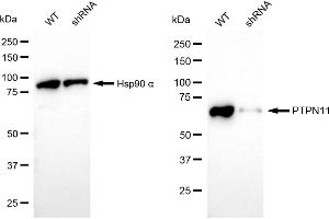 Western blotting analysis using PTPN11 antibody (ABIN7800042).