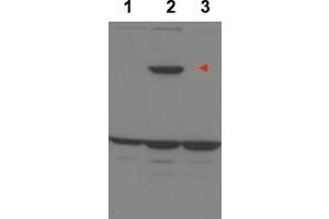 Image no. 1 for anti-Protein Phosphatase 1, Regulatory Subunit 13B (PPP1R13B) (Internal Region) antibody (ABIN401394) (PPP1R13B 抗体  (Internal Region))