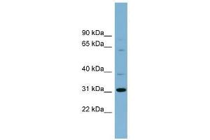 C22orf31 antibody used at 0. (C22orf31 抗体  (N-Term))