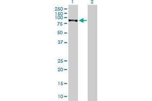 Western Blot analysis of CHML expression in transfected 293T cell line by CHML MaxPab polyclonal antibody. (CHML 抗体  (AA 1-656))