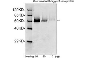 Western blot analysis of AU1 tagged fusion proteins expressed in E. (AU1 Epitope Tag 抗体)