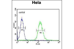 Flow cytometric analysis of Hela cells (right histogram) compared to a negative control cell (left histogram). (Clathrin Heavy Chain (CLTC) (AA 1019-1048) 抗体)