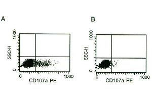 CD107a surface expression on activated NK cells: IL-2 activated NK are cultured 4 hours on coated anti-NKp46 monoclonal antibody (A) or on IgG2a isotypic control (B). (NCR1 抗体)