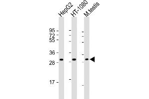 All lanes : Anti-ZT3 Antibody (Center) at 1:8000 dilution Lane 1: HepG2 whole cell lysate Lane 2: HT-1080 whole cell lysate Lane 3: mouse testis lysate Lysates/proteins at 20 μg per lane. (ZMAT3 抗体  (AA 170-204))