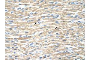 Image no. 1 for anti-LIM Homeobox Transcription Factor 1, alpha (LMX1A) (AA 244-293) antibody (ABIN203096) (LMX1A 抗体  (AA 244-293))