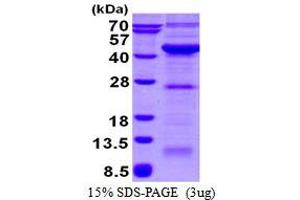 Image no. 1 for Vacuolar Protein Sorting-Associated Protein 26A (VPS26A) (AA 1-327) protein (His tag) (ABIN6387000)