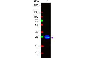 Western Blotting (WB) image for anti-Green Fluorescent Protein (GFP) antibody (FITC) (ABIN100088)