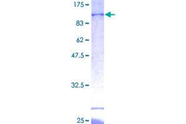 BTN3A3 Protein (AA 1-584) (GST tag)