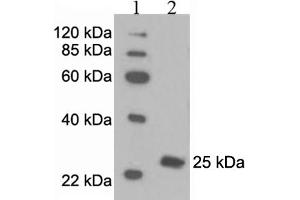 Western Blotting (WB) image for anti-Peroxiredoxin 6 (PRDX6) antibody (ABIN2576847) (Peroxiredoxin 6 抗体)