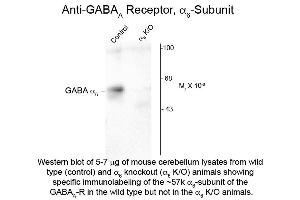 Western Blot of Anti-GABA(A) Receptor alpha 6 (Rabbit) Antibody - 600-401-D48 Western Blot of Rabbit anti-GABA(A) Receptor alpha 6 antibody. (GABRA6 抗体  (Cytoplasmic Loop))