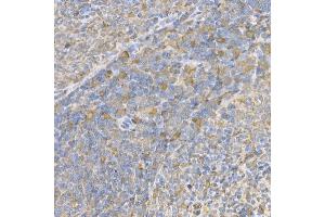 Immunohistochemistry of paraffin-embedded rat spleen using Caspase-3 Rabbit pAb (ABIN6134639, ABIN6137978, ABIN6137979 and ABIN6215159) at dilution of 1:100 (40x lens). (Caspase 3 抗体  (AA 1-100))