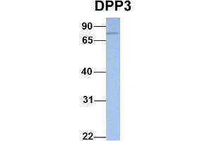 Western Blotting (WB) image for anti-Dipeptidyl-Peptidase 3 (DPP3) (N-Term) antibody (ABIN2773875)