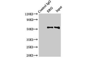 Immunoprecipitating ERG in Rat heart tissue Lane 1: Rabbit control IgG (1 μg) instead of ABIN7172771 in Rat heart tissue. (ERG 抗体  (AA 1-486))