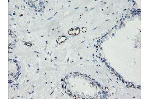 Image no. 1 for anti-Platelet/endothelial Cell Adhesion Molecule (PECAM1) antibody (ABIN1497242) (CD31 抗体)