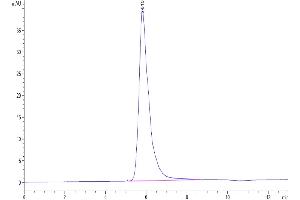 Size-exclusion chromatography-High Pressure Liquid Chromatography (SEC-HPLC) image for Interleukin 13 Receptor, alpha 2 (IL13RA2) (AA 27-342) protein (Fc Tag) (ABIN7275028)