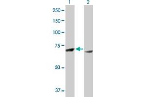 Western Blot analysis of RPS6KA3 expression in transfected 293T cell line by RPS6KA3 MaxPab polyclonal antibody.