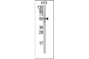 Western blot analysis of anti-PTRF Antibody (N-term) in A375 cell line lysates (35ug/lane). (PTRF 抗体  (N-Term))
