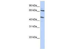 SLC26A10 antibody used at 0. (SLC26A10 抗体  (N-Term))
