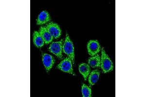Confocal immunofluorescent analysis of CD38 Antibody (C-term) (ABIN389405 and ABIN2839493) with Hela cell followed by Alexa Fluor® 488-conjugated goat anti-rabbit lgG (green).