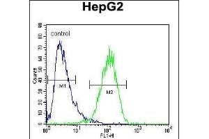 HEXA Antibody (Center) (ABIN652263 and ABIN2841133) flow cytometric analysis of HepG2 cells (right histogram) compared to a negative control cell (left histogram). (Hexosaminidase A 抗体  (AA 315-343))