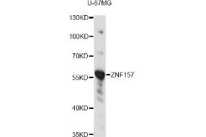 Western blot analysis of extracts of U-87MG cells, using ZNF157 antibody (ABIN6292441) at 1:3000 dilution. (ZNF157 抗体)