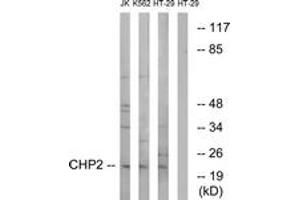 Western blot analysis of extracts from HT-29/K562/Jurkat cells, using CHP2 Antibody. (Chp2 抗体  (AA 101-150))
