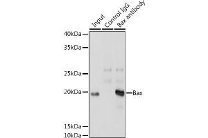 Immunofluorescence analysis of A-549 using [KO Validated] Bax Rabbit mAb (ABIN7265855) at dilution of 1:200 (40x lens). (BAX 抗体)