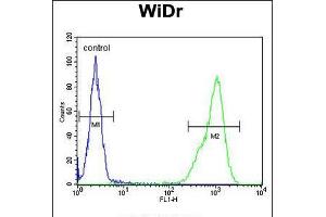 Flow cytometric analysis of WiDr cells (right histogram) compared to a negative control cell (left histogram). (TPPP3 抗体  (C-Term))