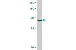 NVL MaxPab polyclonal antibody. (NVL 抗体  (AA 1-659))