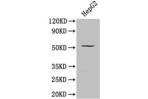 Western Blot Positive WB detected in: HepG2 whole cell lysate All lanes: SMAD9 antibody at 0. (SMAD9 抗体  (AA 1-300))