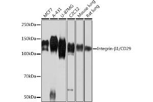 Western blot analysis of extracts of various cell lines, using Integrin-β1/CD29 antibody (ABIN7267926) at 1:1000 dilution. (ITGB1 抗体)