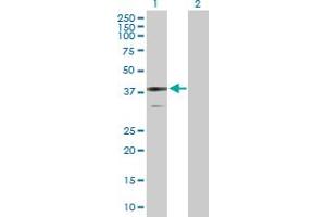 Western Blot analysis of BDH1 expression in transfected 293T cell line by BDH1 MaxPab polyclonal antibody. (BDH1 抗体  (AA 1-343))