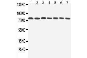 Western Blotting (WB) image for anti-ATG7 Autophagy Related 7 (ATG7) (AA 652-669), (C-Term) antibody (ABIN3042570) (ATG7 抗体  (C-Term))