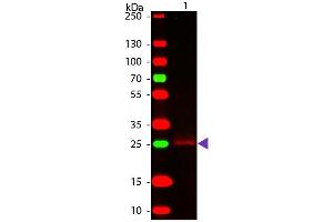 Western Blot of Goat Anti-Rabbit F(c) secondary antibody. (山羊 anti-兔 IgG (Fc Region) Antibody - Preadsorbed)