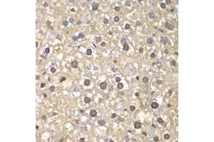 Immunohistochemistry of paraffin-embedded mouse liver using FEN1 antibody. (FEN1 抗体  (AA 50-380))