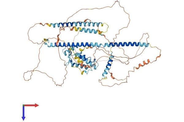 PBXIP1 Protein (AA 1-727) (His tag)