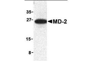 Western Blotting (WB) image for anti-Lymphocyte Antigen 96 (LY96) (Middle Region) antibody (ABIN1030999)