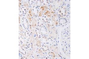 Immunohistochemical analysis of A on paraffin-embedded human kidney tissue was performed on the Leica®BOND RXm. (NAT8L 抗体  (AA 59-93))