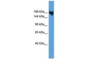 Image no. 1 for anti-Collagen, Type V, alpha 1 (COL5A1) (AA 432-481) antibody (ABIN6746740)