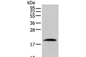 Western blot analysis of HEPG2 cell using CNPY2 Polyclonal Antibody at dilution of 1:300 (CNPY2/MSAP 抗体)